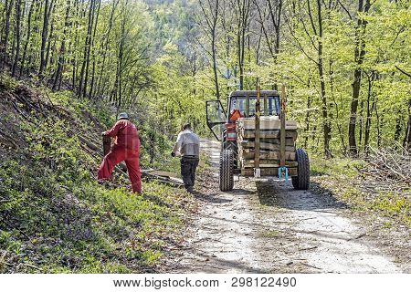 Foresters Carry The Wood Out Of The Forest, Slovak Republic. Woodprocessing Industry.