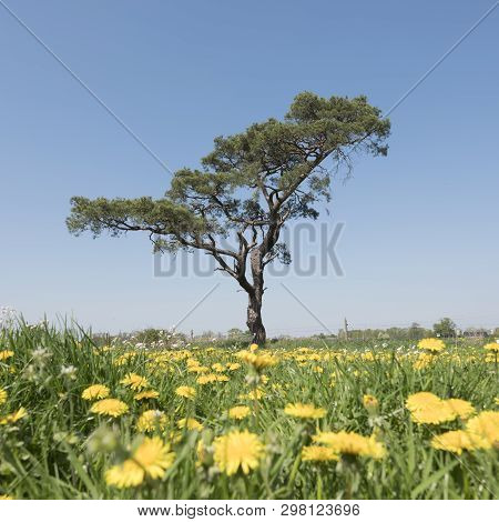 Spring Field With Blossoming Dandelions And Other Summer Flowers With Lonely Pine Tree Against Blue 
