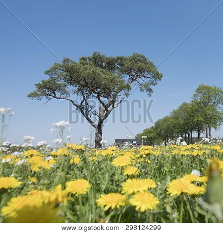 Spring Field With Blossoming Dandelions And Other Summer Flowers With Lonely Pine Tree Against Blue 