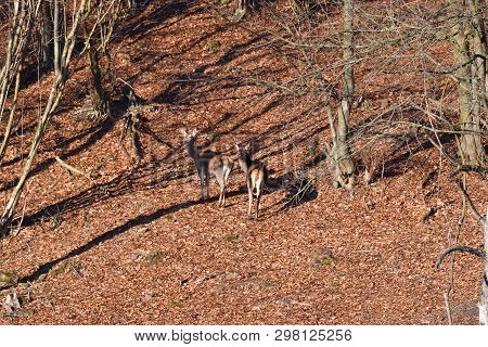 Flock Of Deerskin Running Inside The Forest To Hide Before Enemy