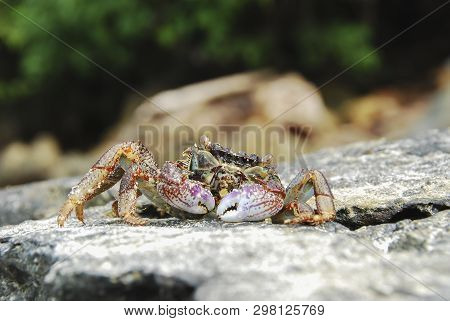 Colorful Crab Decapods, Yellow Red Legs And Blue Green Strip Carapace Or Crabshell, Sea Crab In Sout