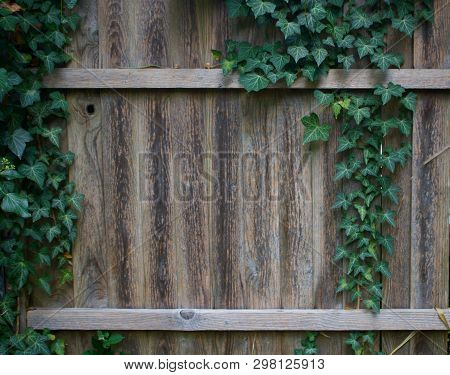 Ivy Growing On Old Wooden Garden Fence