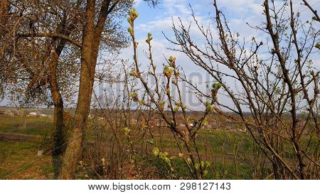Spring. Buds On The Tree. Spring Tree Against The Blue Sky.