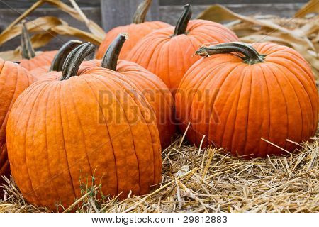 Grupo de abóboras de Halloween
