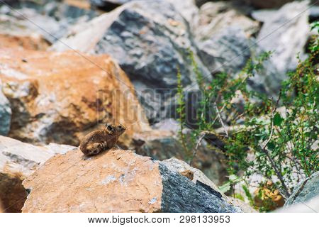 Pika Rodent On Stones In Highlands. Small Curious Animal On Colorful Rocky Hill. Little Fluffy Cute 