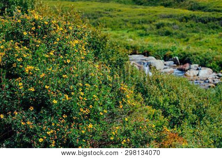 Bush With Blooming Yellow Flowers Of Silverweed On Background Of Mountain Creek Close-up. Medical Pl