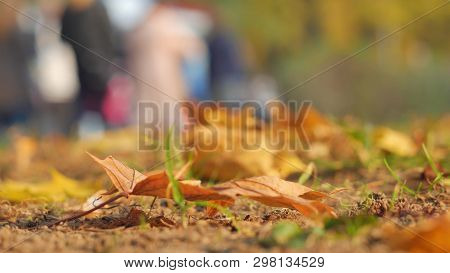 Autumn Leaves Close-up. In The Background, People Walk In The Autumn Park. The Crowd Of Unknown Lyud