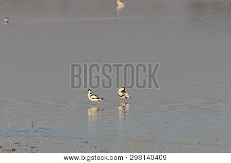 Pair Of Pied Avocets, Recurvirostra Avosetta