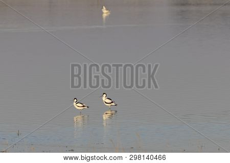 Pair Of Pied Avocets, Recurvirostra Avosetta