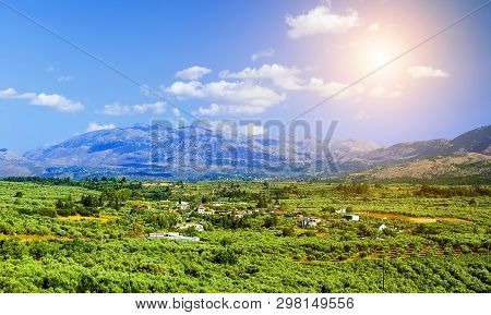 Olive Groves On The Mountain Slopes In Crete Island, Greece