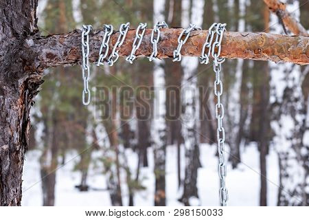 Metal Chain Wound Around A Pine Branch, Winter Time Forest