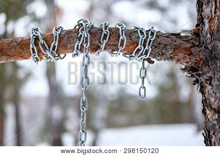 The Chain Is Wound Around A Pine Bitch, Winter Forest In The Afternoon