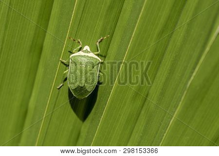 Green Insect On Green Big Leaf As Background For A Quote