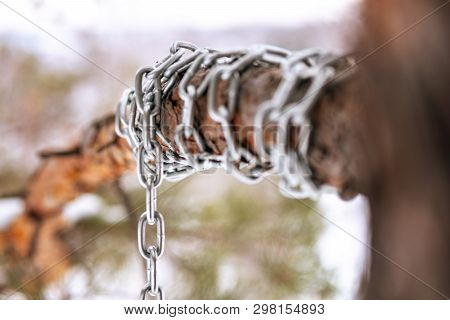 Pine Branch Around Which The Chain Is Wound Pine Forest In Winter