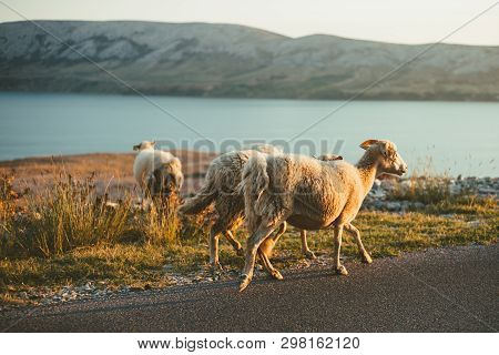Group Of A Furry Sheeps In The Croatia - Island Pag Feeding And Running Next To The Road On Sunset. 