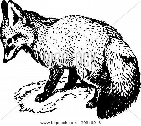 Fox