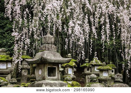 Old Stone Japanese Lanterns And Flowering Branches Sakura In Kasuga Grand Shrine, Nara, Japan