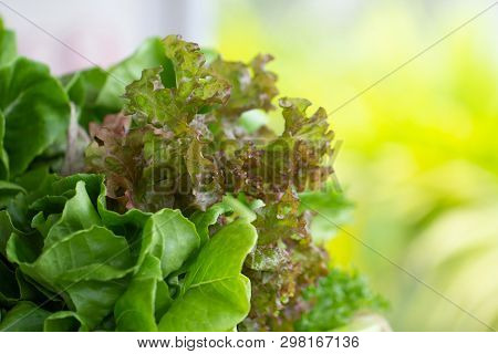 Close Up Fresh Vegetables Salad Plant Baby Green Cos Romaine Lettuce And Red Coral Oak Leaf Lettuce 