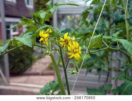 Tomato Flowers On The Stem In Greenhouse