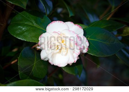 Japanese Camellia. Camellia Japonica. White And Pink Flower.