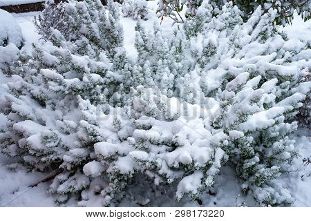 Rosemary Bush In Winter Covered With Snow.