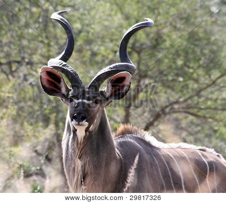 Kudu Bull