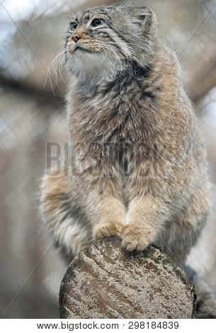 Pallas Cat (otocolobus Manul). Manul Is Living In The Grasslands And Montane Steppes Of Central Asia