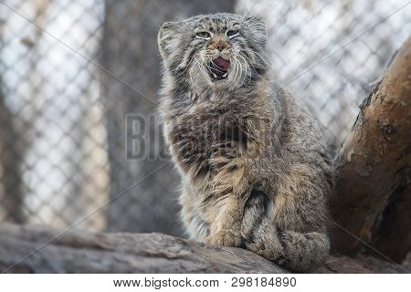 Pallas Cat (otocolobus Manul). Manul Is Living In The Grasslands And Montane Steppes Of Central Asia