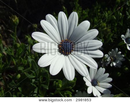 Margarida