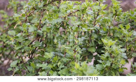 The Bush In The Forests Of Europe Wild Gooseberry Grossularia Reclinata In The Spring During The Flo