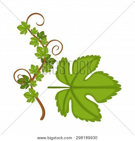 Vector Design Of Grape And Leaf Logo. Set Of Grape And Texture Stock Symbol For Web.
