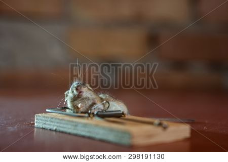 Dead Mouse Killed In A Mouse Trap On Wooden Floor In House