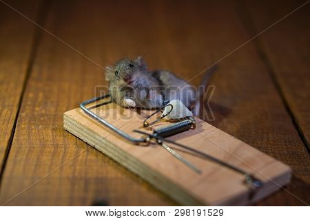 Dead Mouse Killed In A Mouse Trap On Wooden Floor In House
