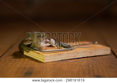 Dead Mouse Killed In A Mouse Trap On Wooden Floor In House