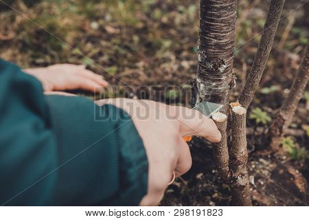 A Woman Gardener Cuts A Clip Of Wood For Vaccination With A Sharp Knife
