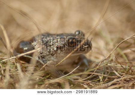 A Small Garlic Toad Sits In The Grass And Looks Into The Camera