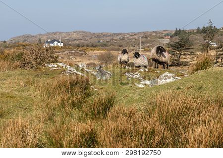 Sheeps In A Farm With Houses In Background