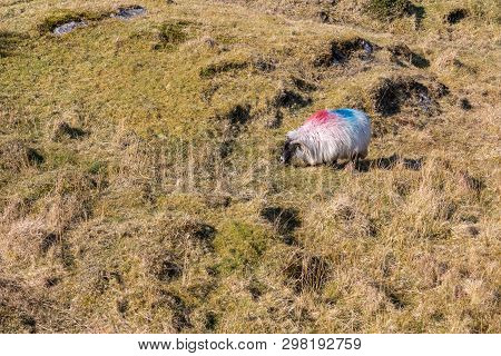 Sheeps In A Farm With Lake In Background