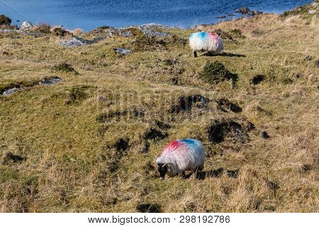 Sheeps In A Farm With Lake In Background