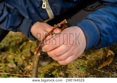 A Woman Makes A Fruit Tree In The Garden And Attaches A Young Twig