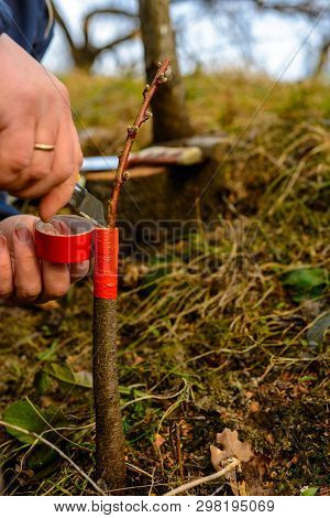 Woman Wraps A Graft Tree With An Insulating Tape In The Garden To Detain The Damp In It In Close-up