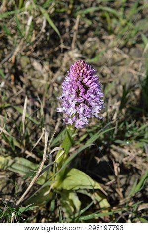 Close-up of a Pyramidal Orchid, Anacamptis Pyramidalis, Nature, Macro