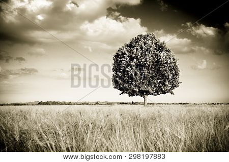 Isolated Tree In A Tuscany Wheatfield - (tuscany - Italy) Toned Image