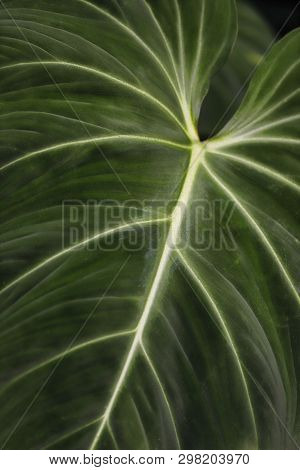 Close-up Of Tropical Philodendron Ornatum Leaf Flowering Plant. Macro Photography Of Lively Nature.
