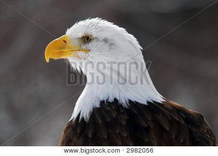 Águila calva americana