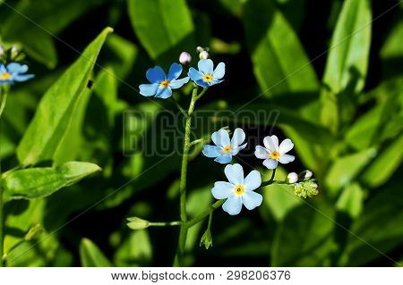 Anemone Forest. Stem With A Thick, Long Pubescence.