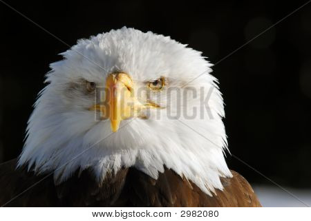 Águila calva americana