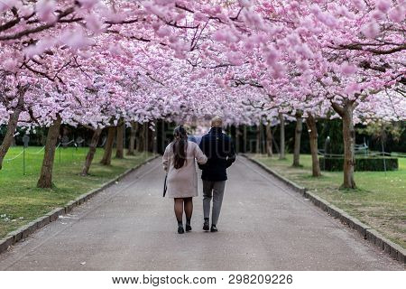 Copenhagen, Denmark - April 08, 2019: People Enjoying The Cherry Tree Blossoming At Bispebjerg Cemet