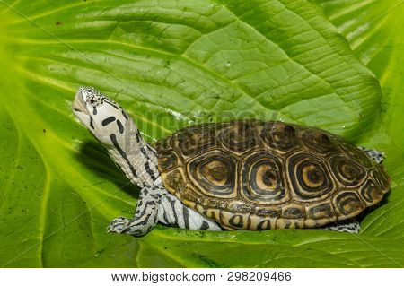 Diamondback Terrapin Isolated On A Green Leaf