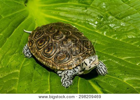 Diamondback Terrapin Isolated On A Green Leaf